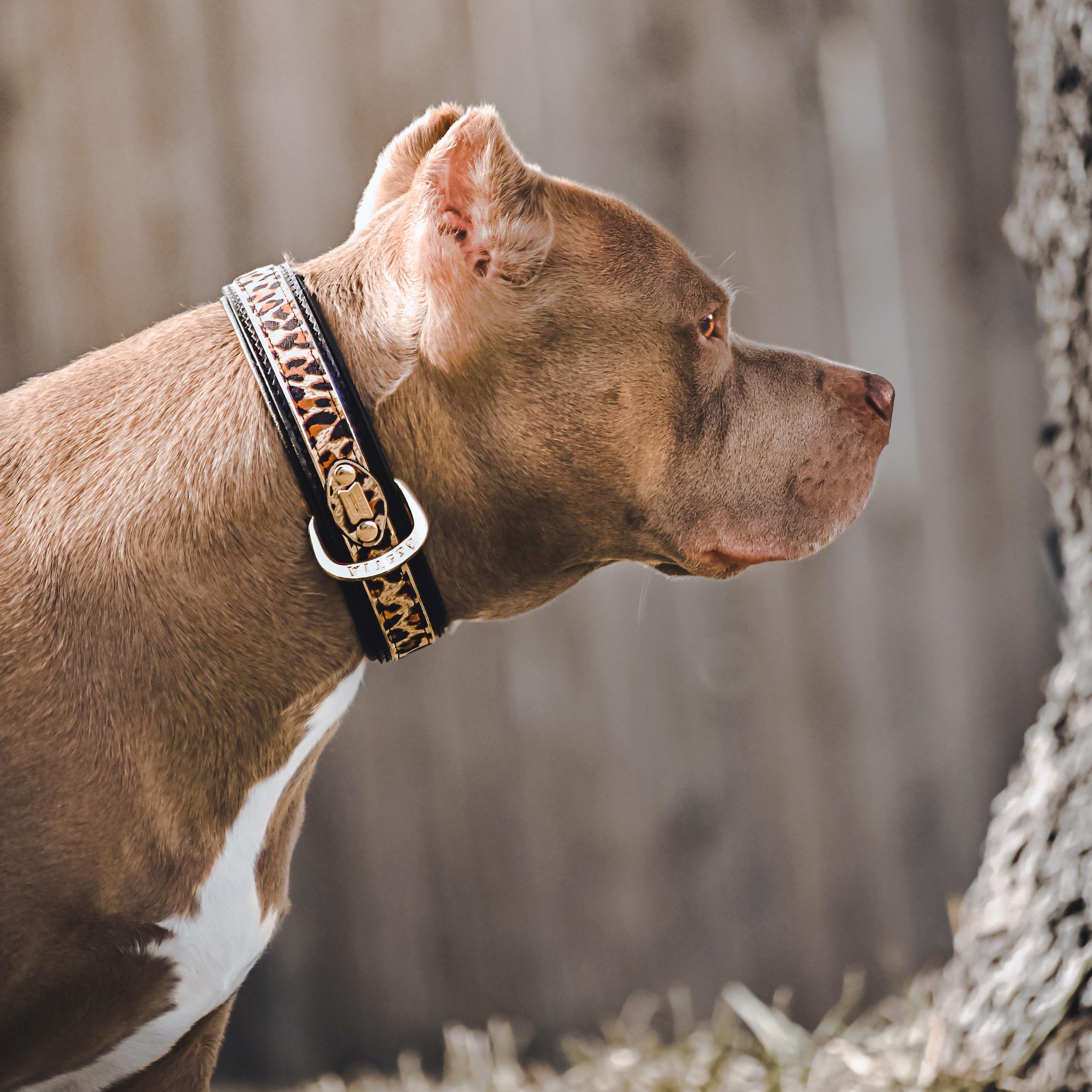 The "Leopard" Dog Collar