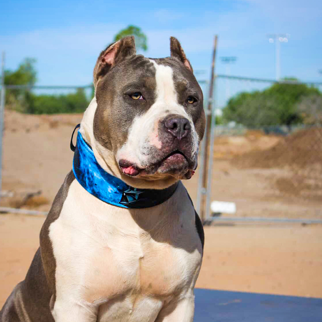 The "Vader" Limited Dog Collar