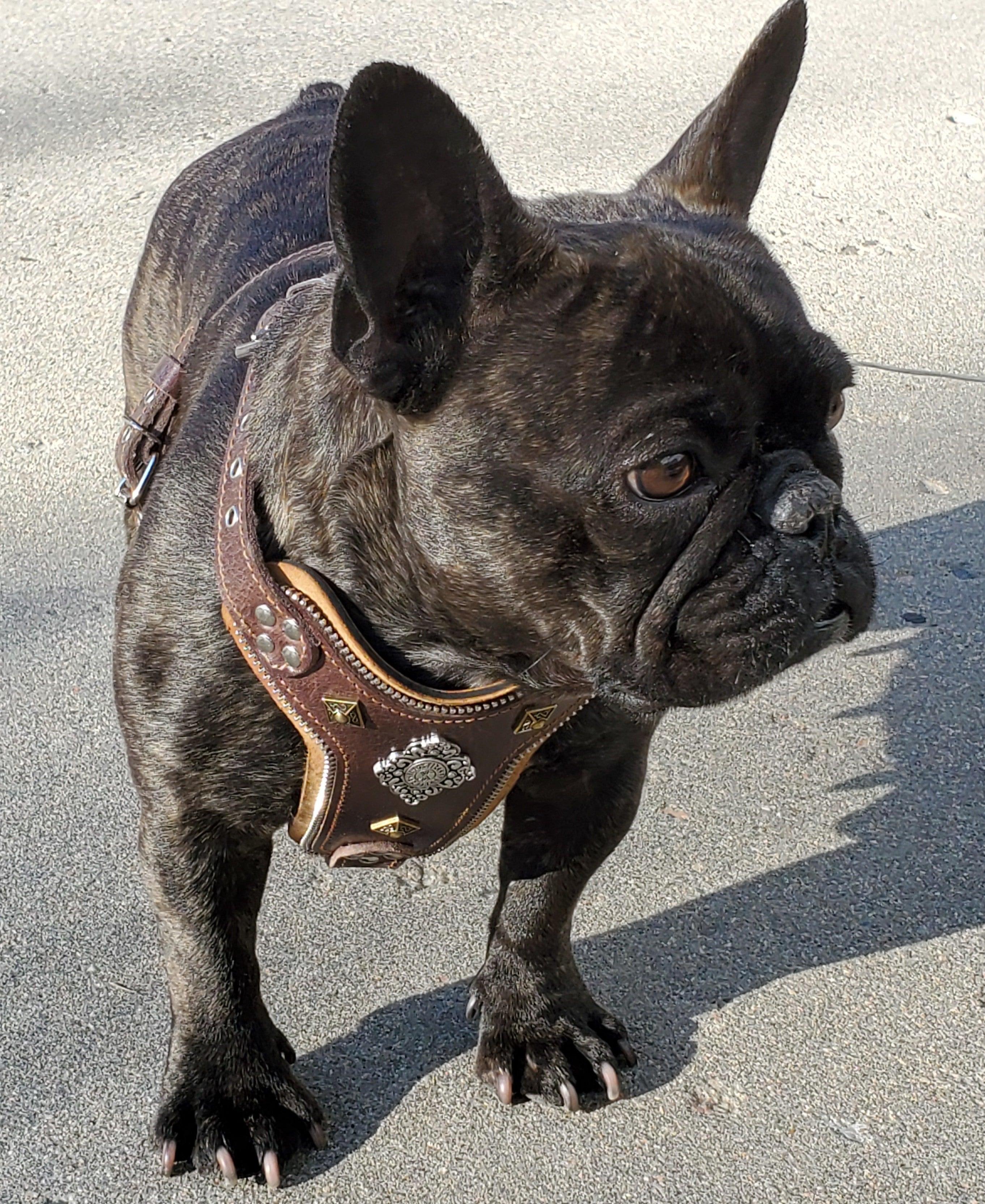 The "Aztec" Dog Harness Brown Small to Medium Breeds. Brown