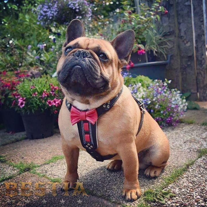 The "Bowtie" Leather Dog Harness for Small to Medium Breeds. Brown