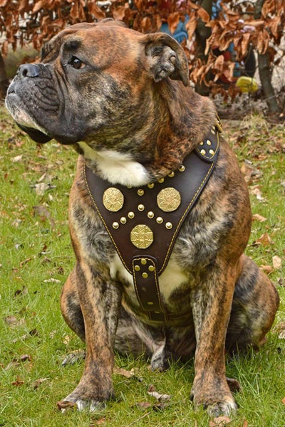 The "Maximus" Dog Harness. Brown