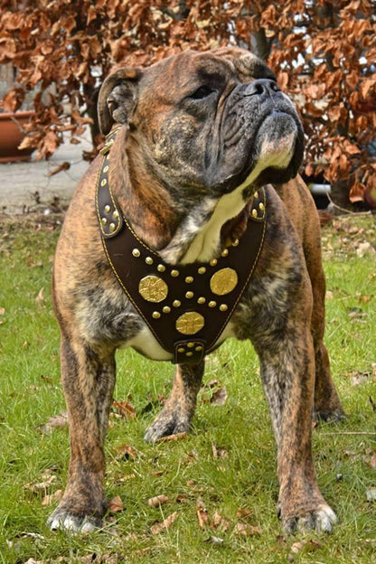 The "Maximus" Dog Harness. Brown