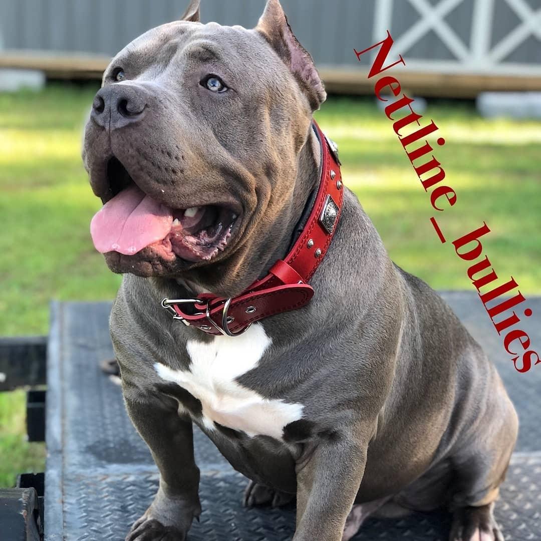 The "Eros" Dog Collar 2.5-inch Wide. Red