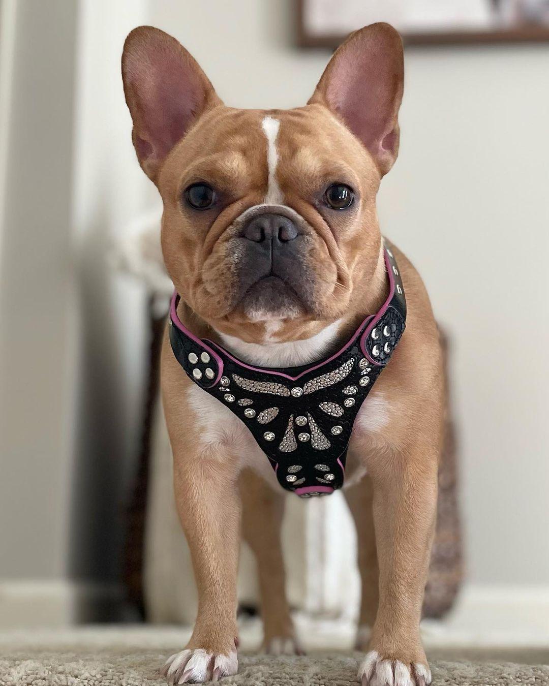 The "Ariel" Dog Harness for Small to Medium Breeds