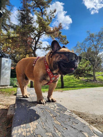 The "Eros" Dog Harness - Medium Size. Black