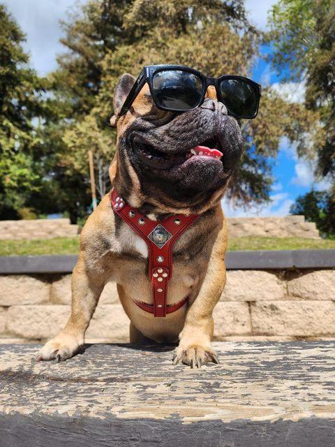The "Eros" Dog Harness for Small to Medium Breeds. Red