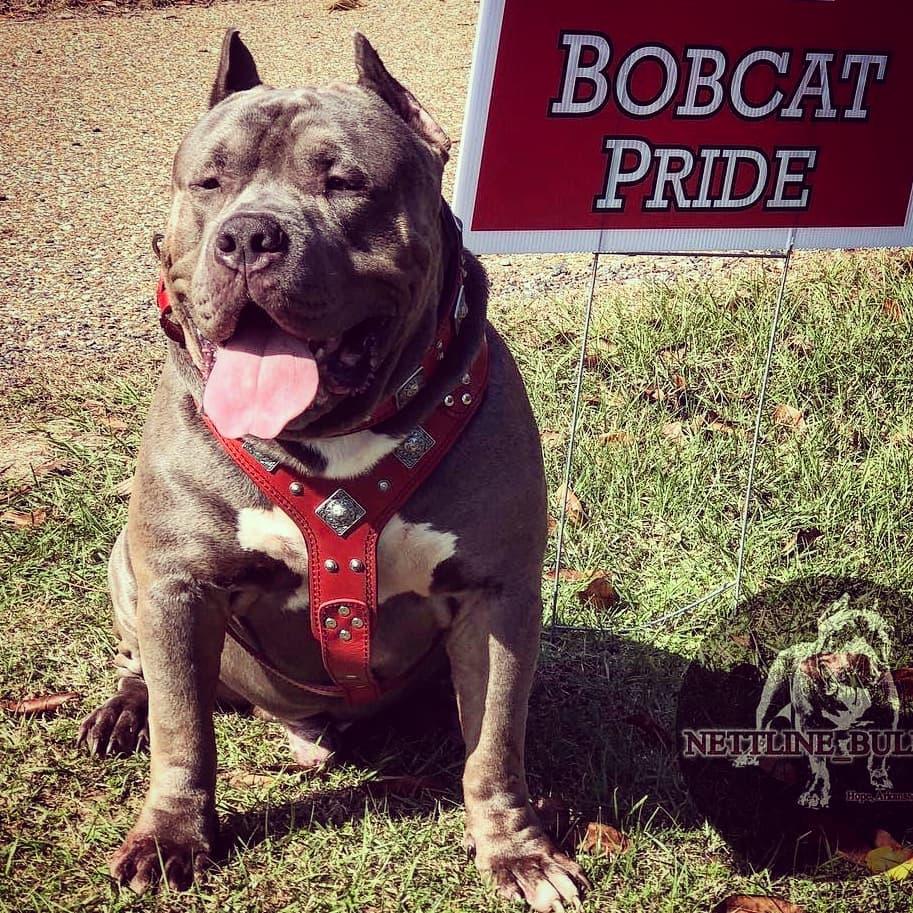 The "Eros" Dog Harness. Red