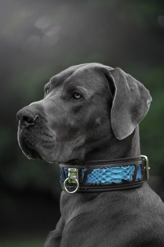 The "Morelia Python" Dog Collar