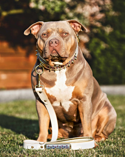 The "Candy" Dog Collar
