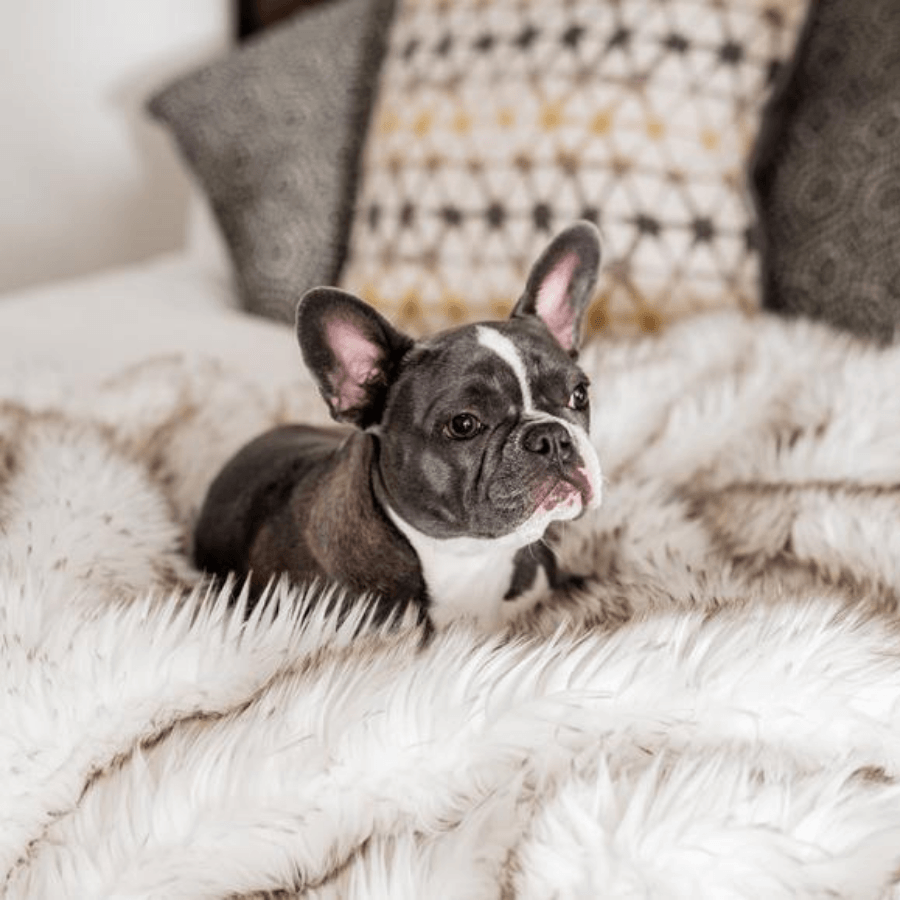 PupProtector™ Waterproof Throw Blanket - White with Brown Accents