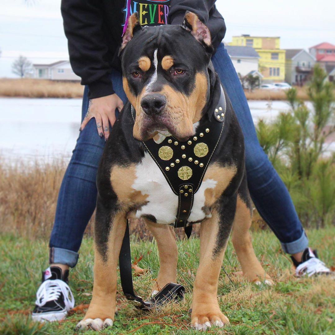 The "Maximus" Dog Harness. Black & Gold