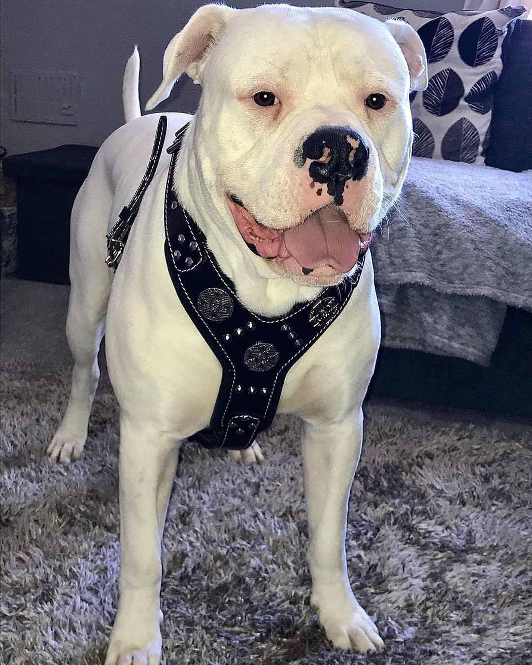 The "Maximus" Silver Dog Harness