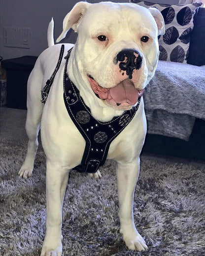 The "Maximus" Silver Dog Harness