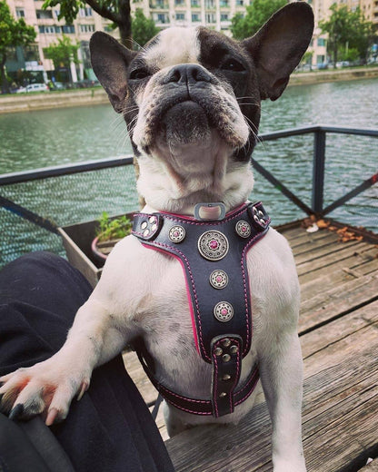 The "Bijou" Dog Harness for Small to Medium Breeds. Black & Pink