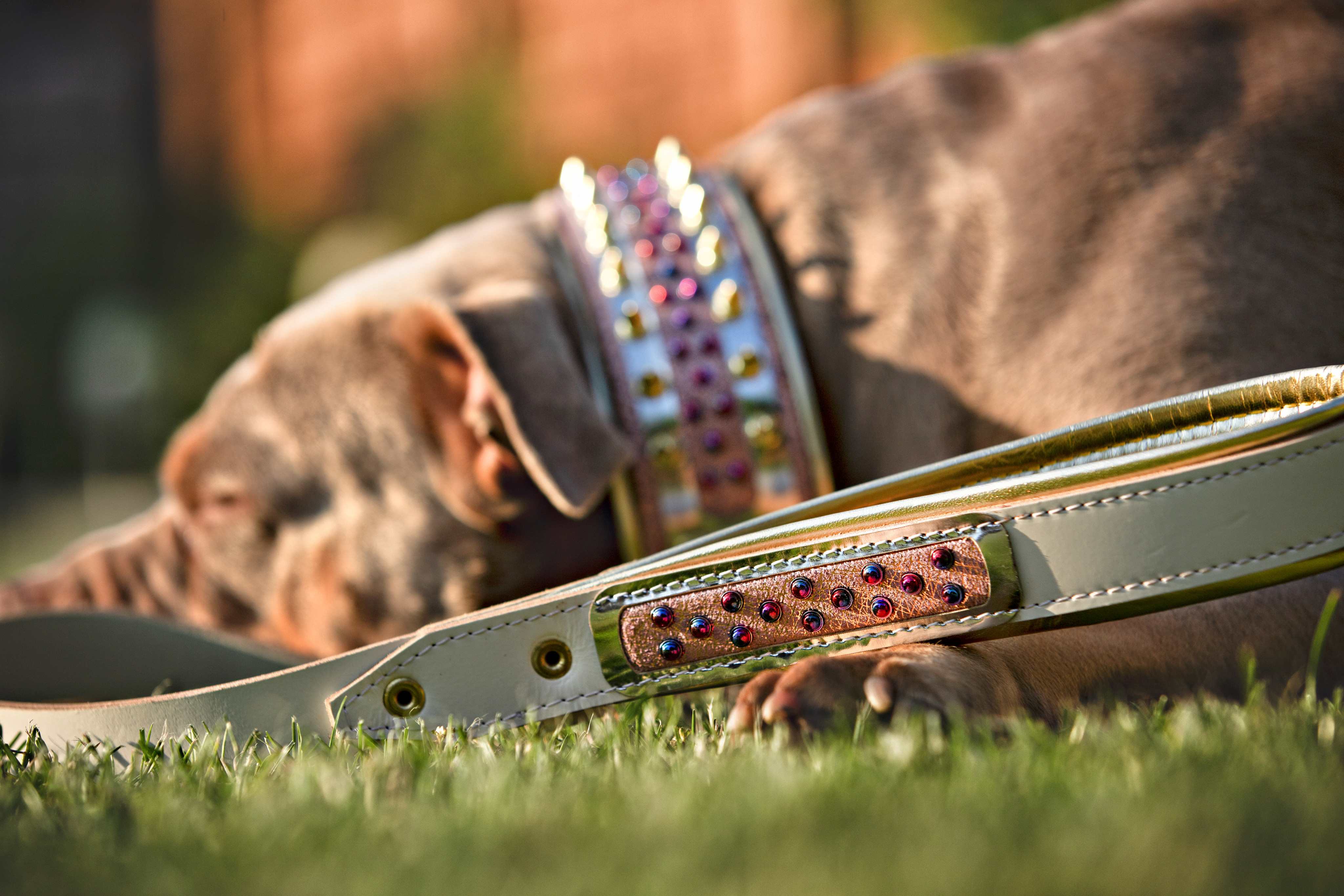 The "Candy" Dog Collar