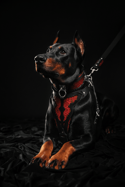 The "Red Dragon" Dog Harness