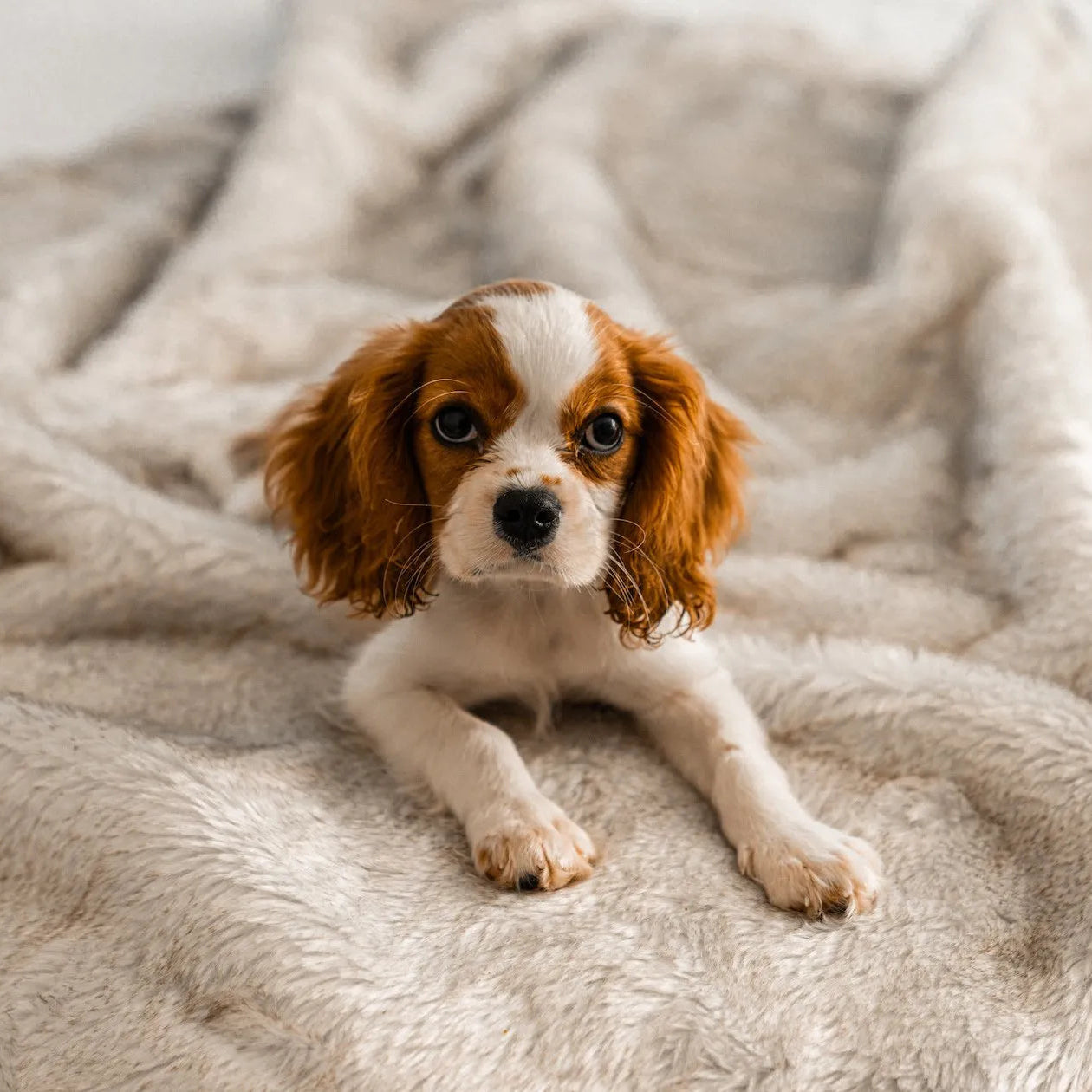 PupProtector™ Short Fur Waterproof Throw Blanket - White with Brown Accents