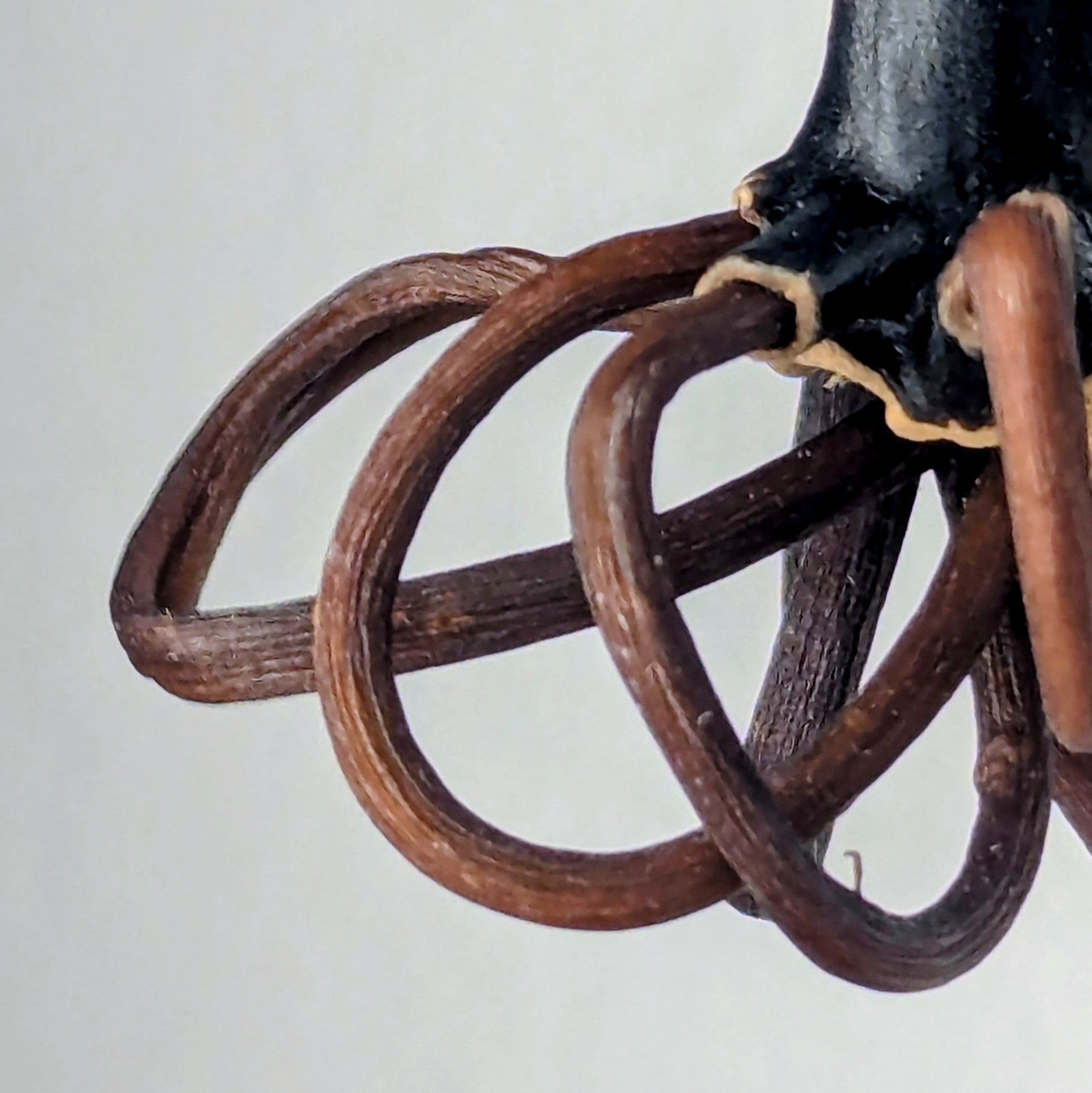 Desmophycra Pendant Necklace