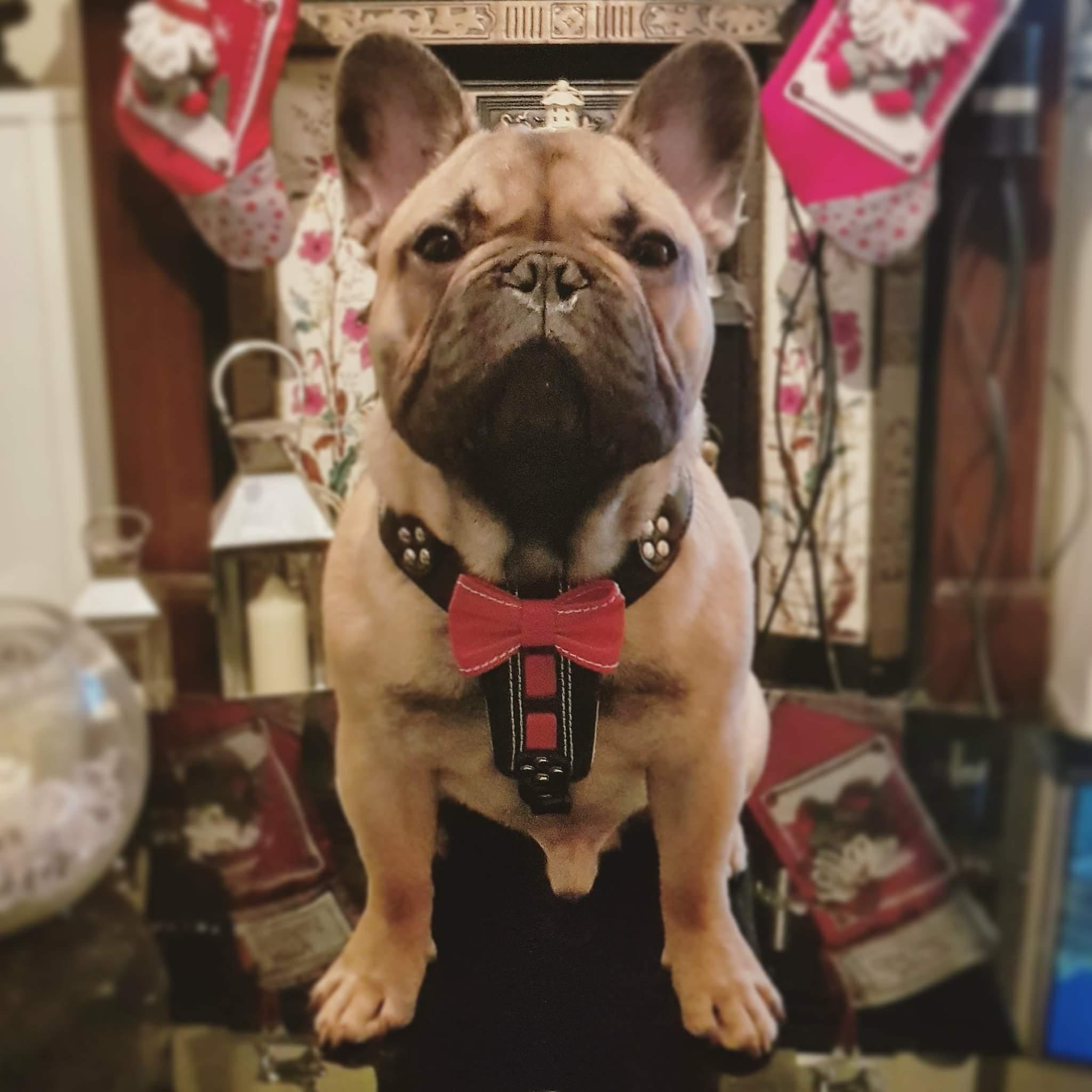 The "Bowtie" Handmade Leather Dog Harness Small to Medium Breeds. Black