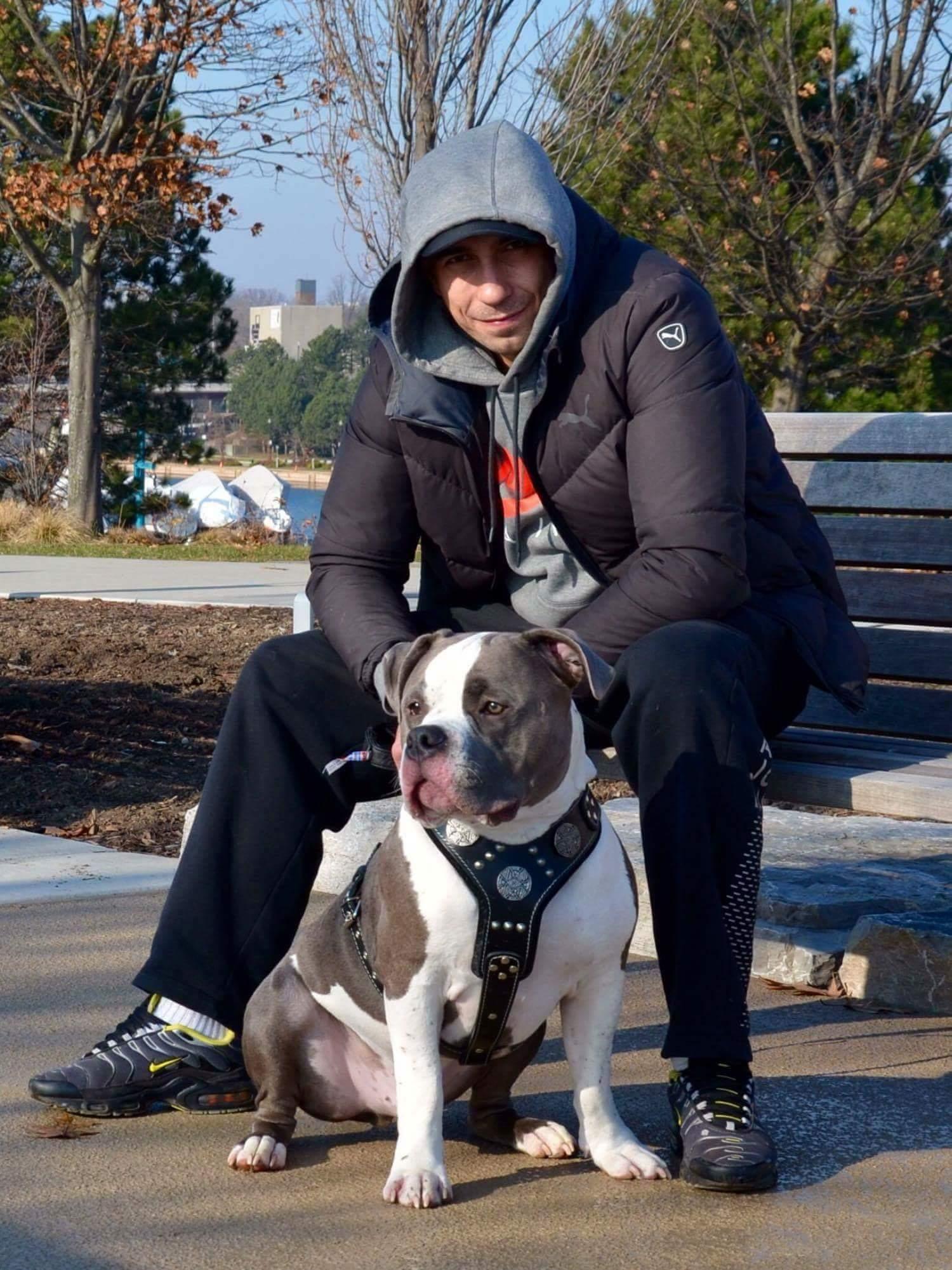 The "Maximus" Silver Dog Harness
