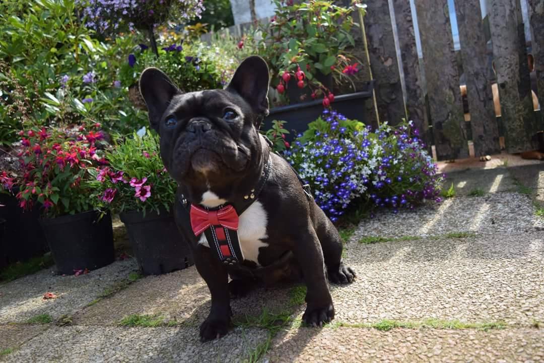 The "Bowtie" Handmade Leather Dog Harness Small to Medium Breeds. Black