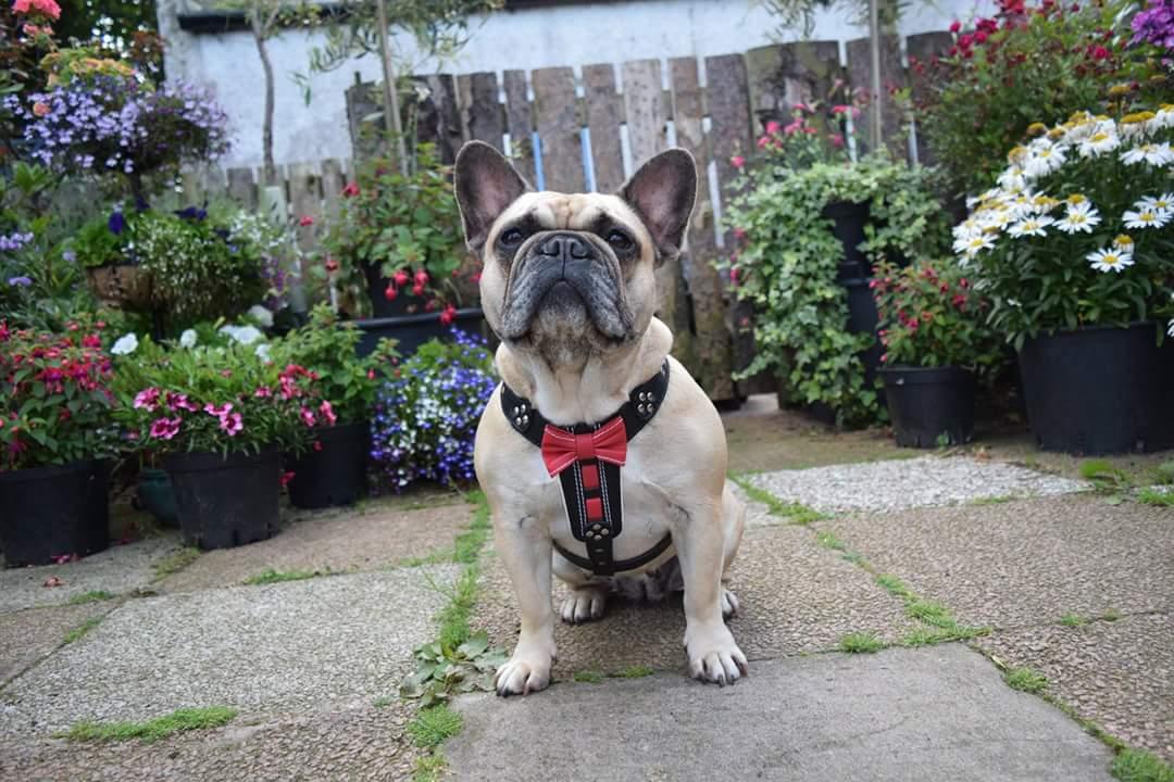 The "Bowtie" Leather Dog Harness for Small to Medium Breeds. Brown