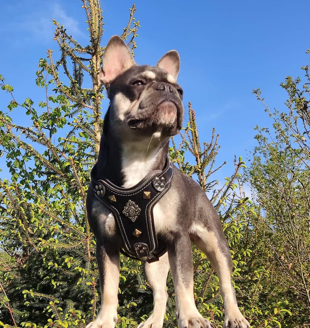 The "Aztec" Dog Harness for Small to Medium Breeds