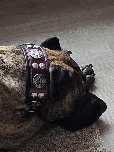 The "Hektor" Burgundy Dog Collar. LIMITED