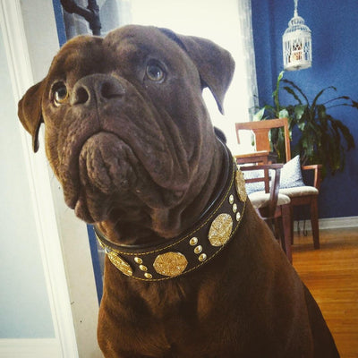 The "Maximus" Collar 2.5-inch Wide. Brown & Gold