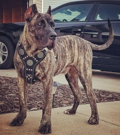The "Maximus" Silver Dog Harness