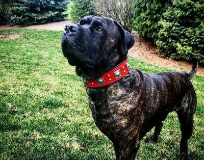 The "Eros" Dog Collar 2.5-inch Wide. Red