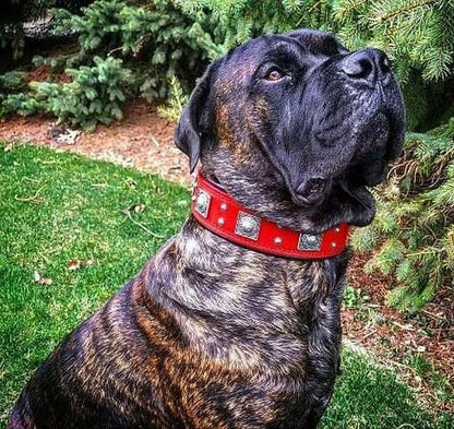 The "Eros" Dog Collar 2.5-inch Wide. Red