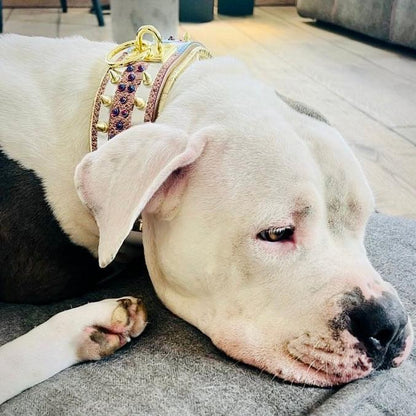The "Candy" Dog Collar