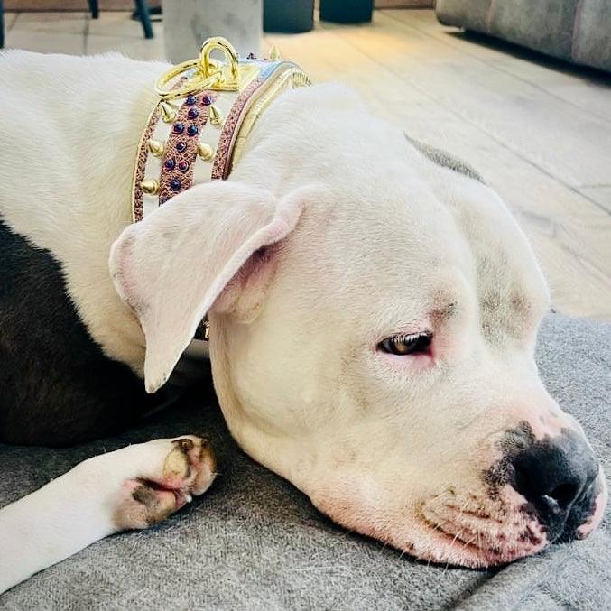 The "Candy" Dog Collar