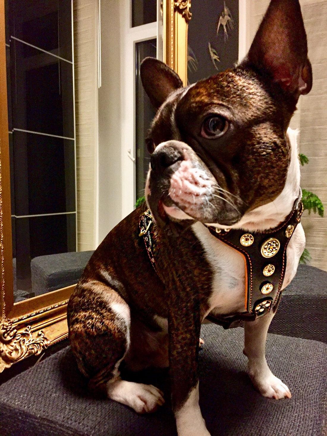 The "Bijou" Dog Harness for Small to Medium Breeds. Black & Orange