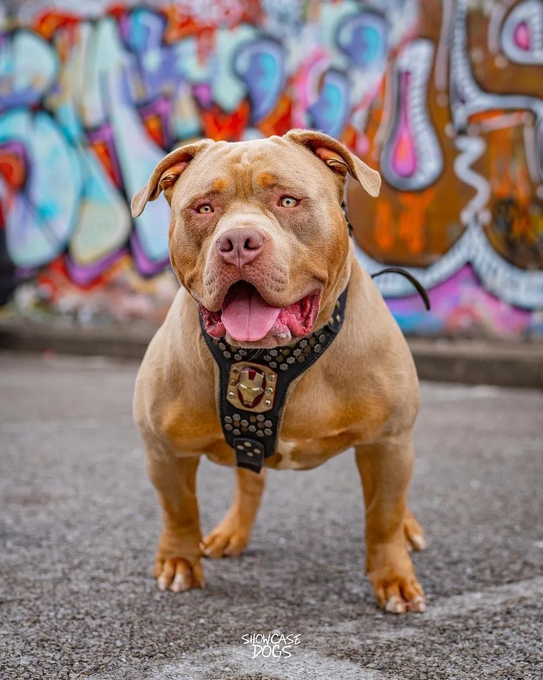 "Irondog" Dog Harness