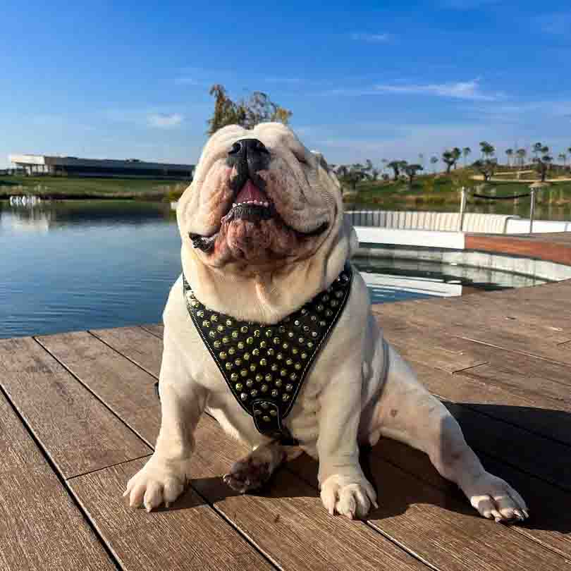 The "Gladiator" Dog Harness. Gold/Silver