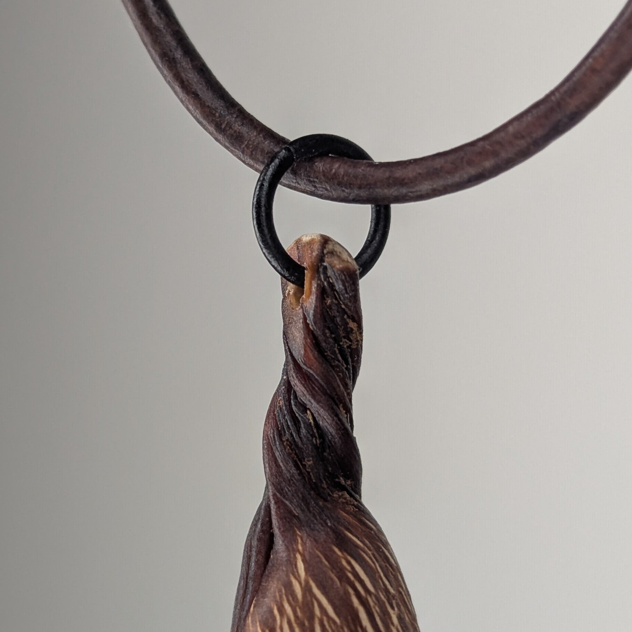 Turbinophycis Pendant Necklace