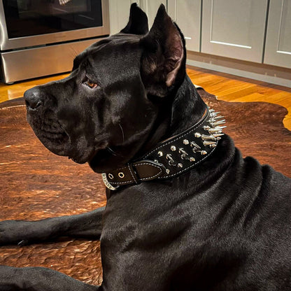 The "Big Boy" Dog Collar