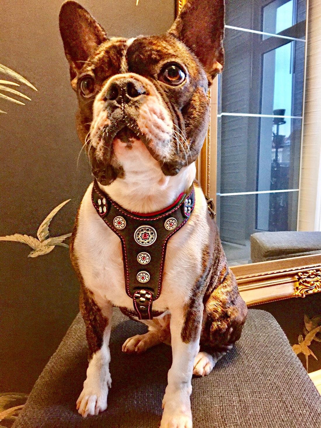 The "Bijou" Dog Harness for Small to Medium Breeds. Black & Pink