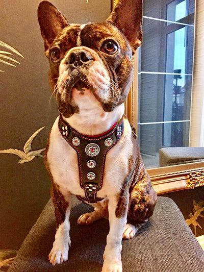 The "Bijou" Dog Harness for Small to Medium Breeds. Black & Pink