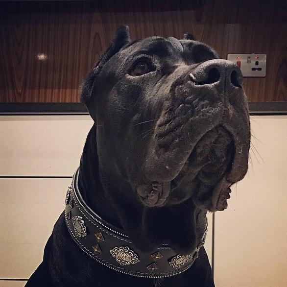 "Aztec" Dog Collar. Black