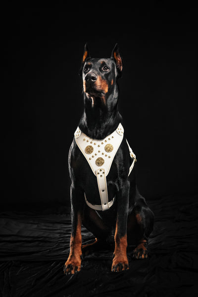 The "Maximus" Dog Harness. White
