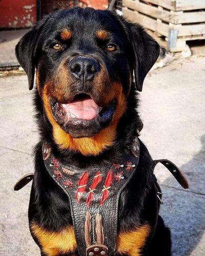 The "Haunted" Dog Harness LIMITED