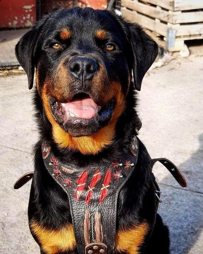 The "Haunted" Dog Harness LIMITED