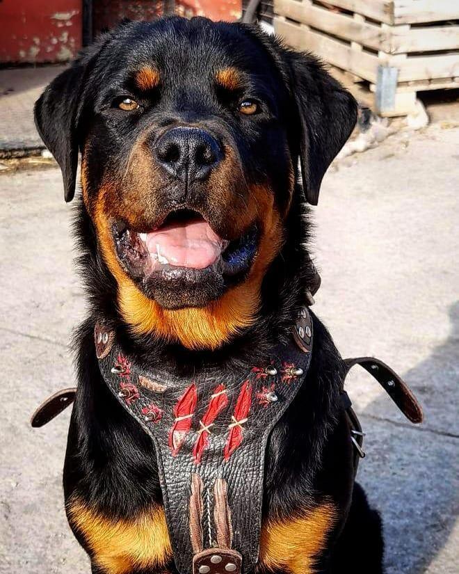 The "Haunted" Dog Harness LIMITED