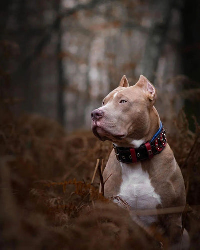 ''Captain America'' Dog Collar