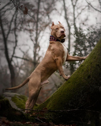''Captain America'' Dog Collar