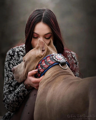 ''Captain America'' Dog Collar