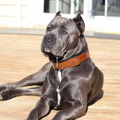 The "Korona" Dog Collar. Brown